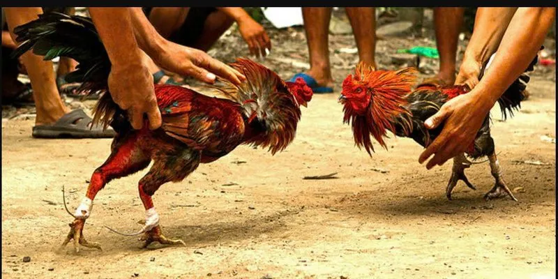 đá gà cựa sắt KUBET