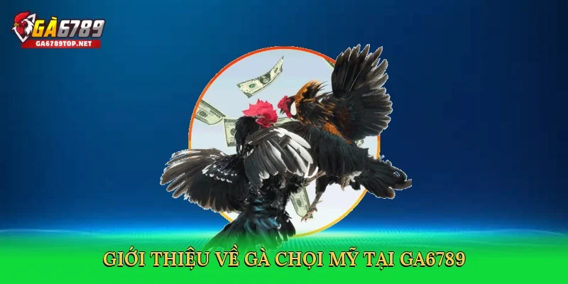 Giới thiệu về Gà chọi Mỹ tại GA6789