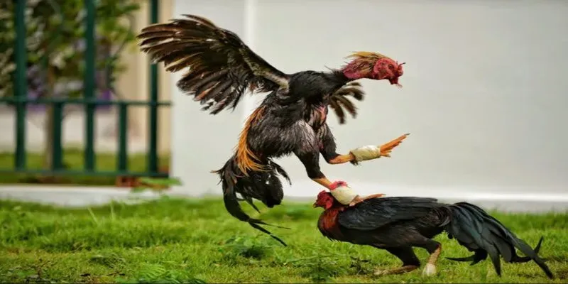 Hãy tiến hành nạp vốn