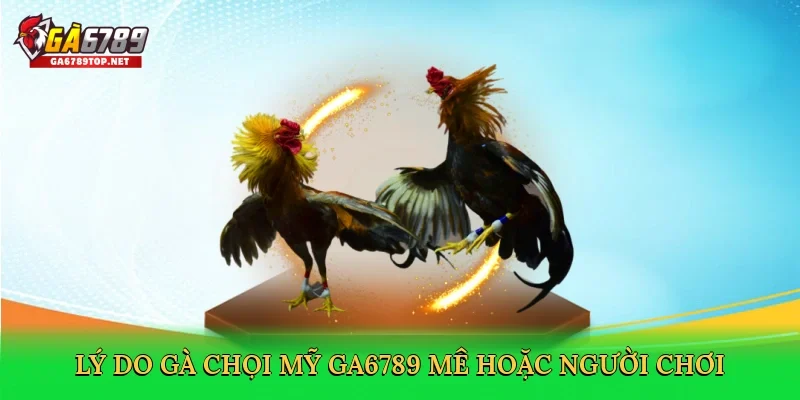 Lý do gà chọi Mỹ GA6789 mê hoặc người chơi