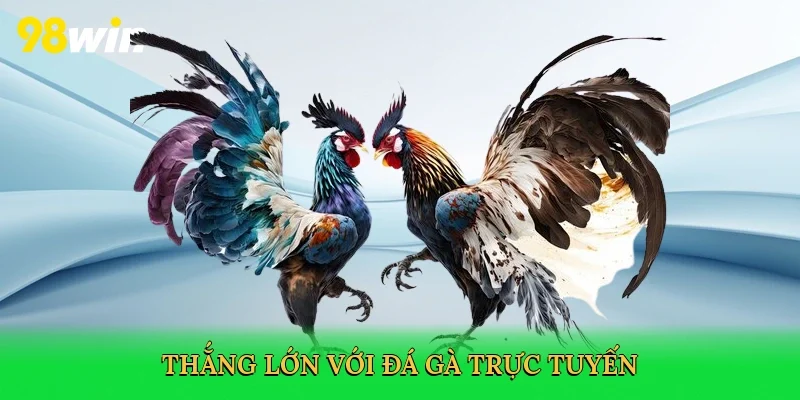 Thắng lớn với đá gà trực tuyến