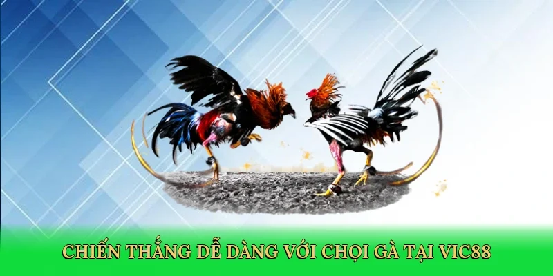 Chiến thắng dễ dàng với chọi gà tại Vic88