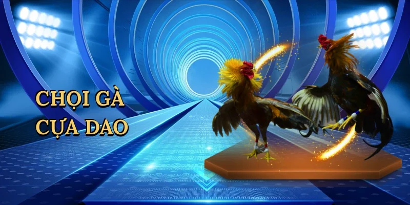 chọi gà cựa dao